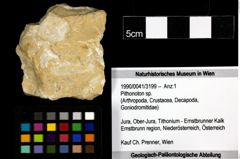 Foto (Objekt + Etiketten) von Pithonoton sp. 